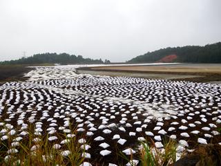 奶茶视频APP下载中